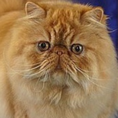 Игорь Шаньгин, 03.09, Екатеринбург