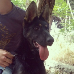 Lala )), 01.08.1995, Баку