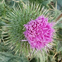 Анна Григорьева, 16.12