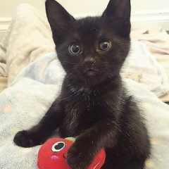 Елена Деандрес, 10.11