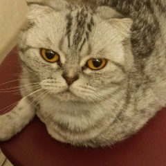 Дмитрий Соколов, 17.05, Майкоп