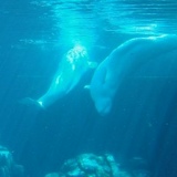 Aida Sadykova, 27.09.1986, Calgary