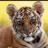 Антонина Кузовкина, 17.05, Фергана