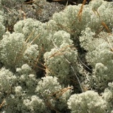 Ксения Нечаева, 19.11.1983, Сенной