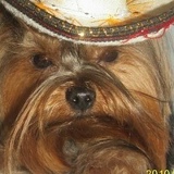 Роскошная Мучача, Москва