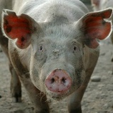 Константин Бонфельд