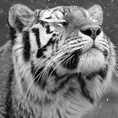 Валерий Валерьев, 17.06, Сургут