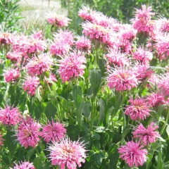 Ульяна Болтовская