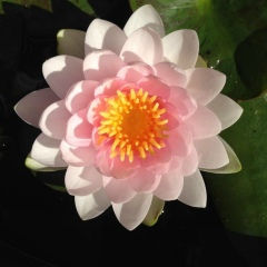 Вера Нестерова, 28.01.1965, Мытищи