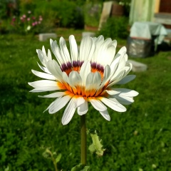 Дарья Маслова, 03.08.1913, Нижний Тагил