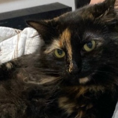 Vitor Figueirense, 15.08