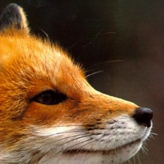 Алиса Фомина, 05.06.1984, Санкт-Петербург