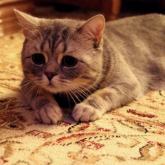 Азамат Аманов, 18.11, Павлодар