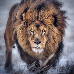 Эрик Бобоев, 16.06.1993, Москва