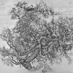 Mr Gold