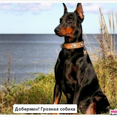 Саша Шадрин, Астана