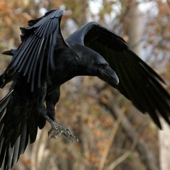 Дмитрий Воронцов, 17.02.1984, Санкт-Петербург