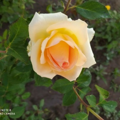 Динара Султанбаева, 20.08.1983, Сазды булак (Минское)