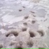 Юра Корженевський, Луцк
