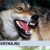 Wolf Волк, 11.11.2000