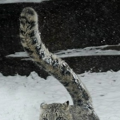 Sultan Azhitayev, 10.10, Алматы