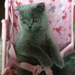 Аня Сладкая, Кишинев