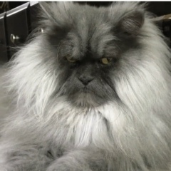 Сира Меджлумян, 01.10.1990, Волжский