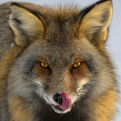 Райнард Кассарийский, 11.09.1987, Минск