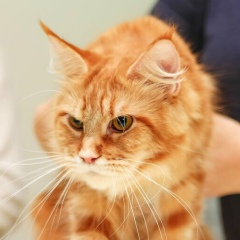 Александра Дунаева, 22.04.1982, Москва