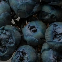 Тумашевич Тумашевич, 29.12, Москва