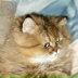 Кот Маринин, 27.03, Санкт-Петербург