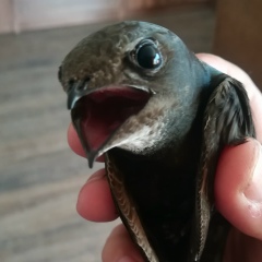 Денис Доргевич, 23.01.1987, Борисов