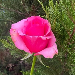 Мила Орлова, 28.09.1989, Санкт-Петербург