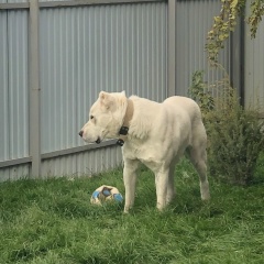 Александр Антонов, 20.11, Оренбург
