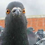 Голубь Жора, 05.03.1988, Москва