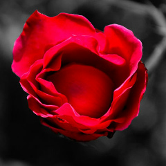 Ksyu Flower, 21.09