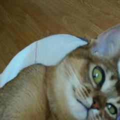 Анастасия Сторожук, 01.12.1985, Ростов-на-Дону