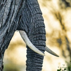 Александра Назарова, Москва