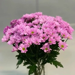 Svet Lana, Санкт-Петербург