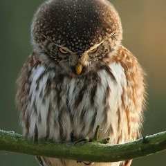Андрей Коломиец, 17.07.1977