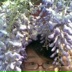 Yue Xing, 30.10.1986, Tianjin