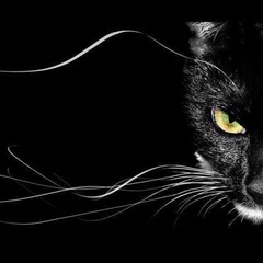 Станислав Велес, Москва