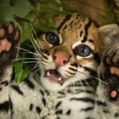 Максим Малкин, 17.04, Алматы