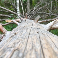 Евгения Поляшова, 20.01.1984, Зеленоград