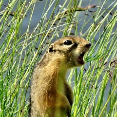 Яков Сусликов, 08.02, Екатеринбург