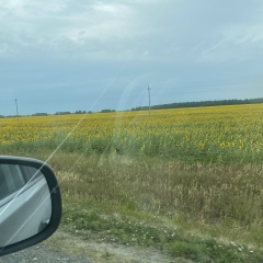 Nasti Nasti, Карталы