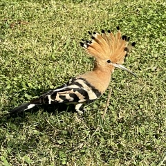 Динара Добиаш, 31.07.1990, Актобе