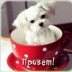 Хаофый Мальсик