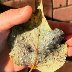 Виталий Синаревский, 26.10, Москва