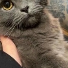 Арина Владиславова